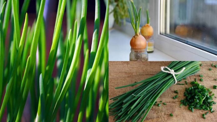 Простий спосіб вирощення зеленої цибулі на підвіконні