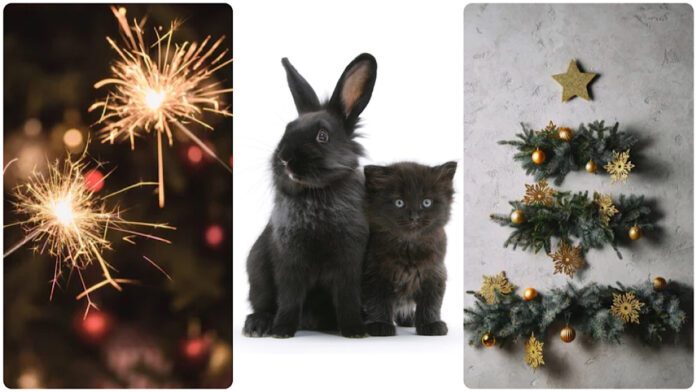 Що принесе новий символ 2023 року