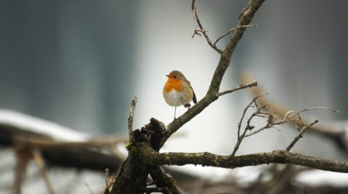 Церковне свято 2 грудня 2022 року: що можна і не можна робити в день пам'яті пророка Авдія