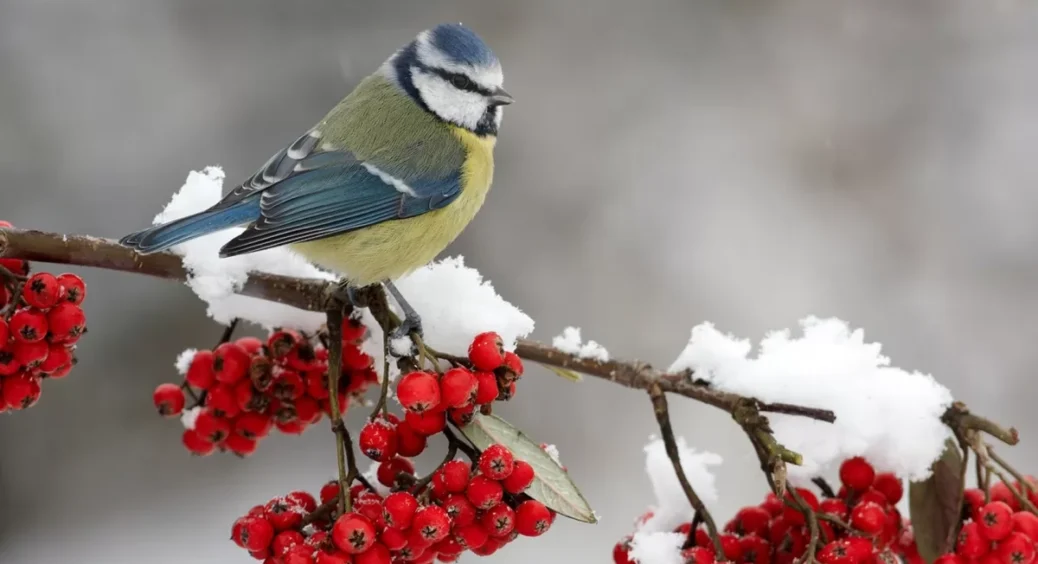 Погода у лютому 2023 на місяць: до України йдуть похолодання і зимова казка. Синоптики назвали дату снігопадів 