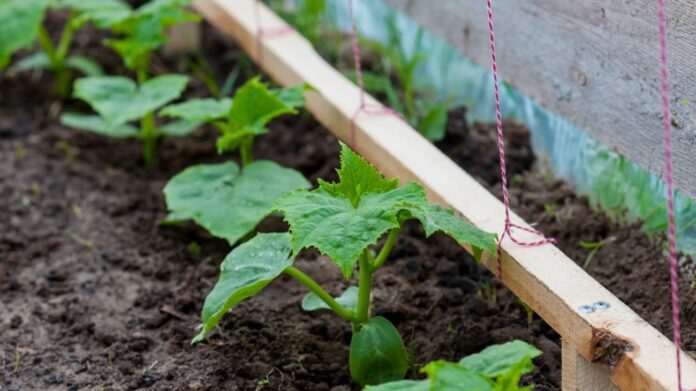 Коли садити розсаду огірків у 2023 році