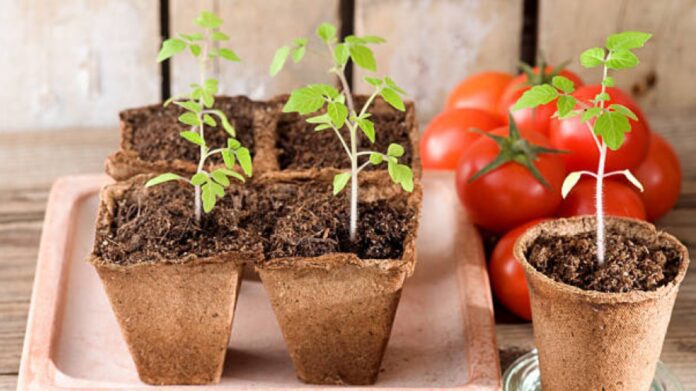 Коли сіяти помідори на розсаду у 2023 році Коли сіяти помідори на розсаду у 2023 році