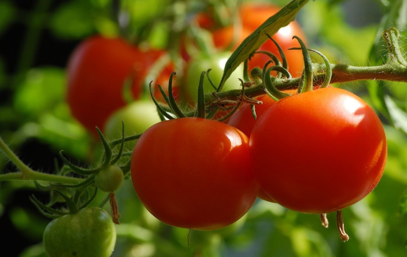Найкращий спосіб посадки помідорів у відкритий ґрунт