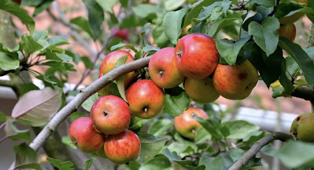 Як видалити лишайник з яблуні? 3 кроки, і кора на дереві, наче у ботанічному саду в Берліні 