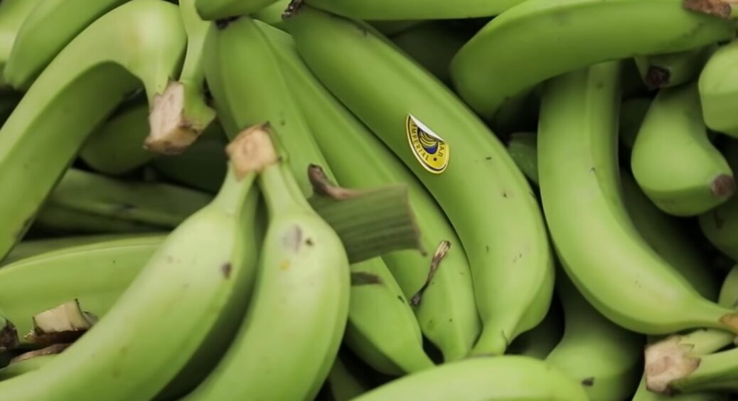 Навіть не думайте їх викидати: як використати зелені банани, щоб це було смачно та корисно? Рецепти десертів 