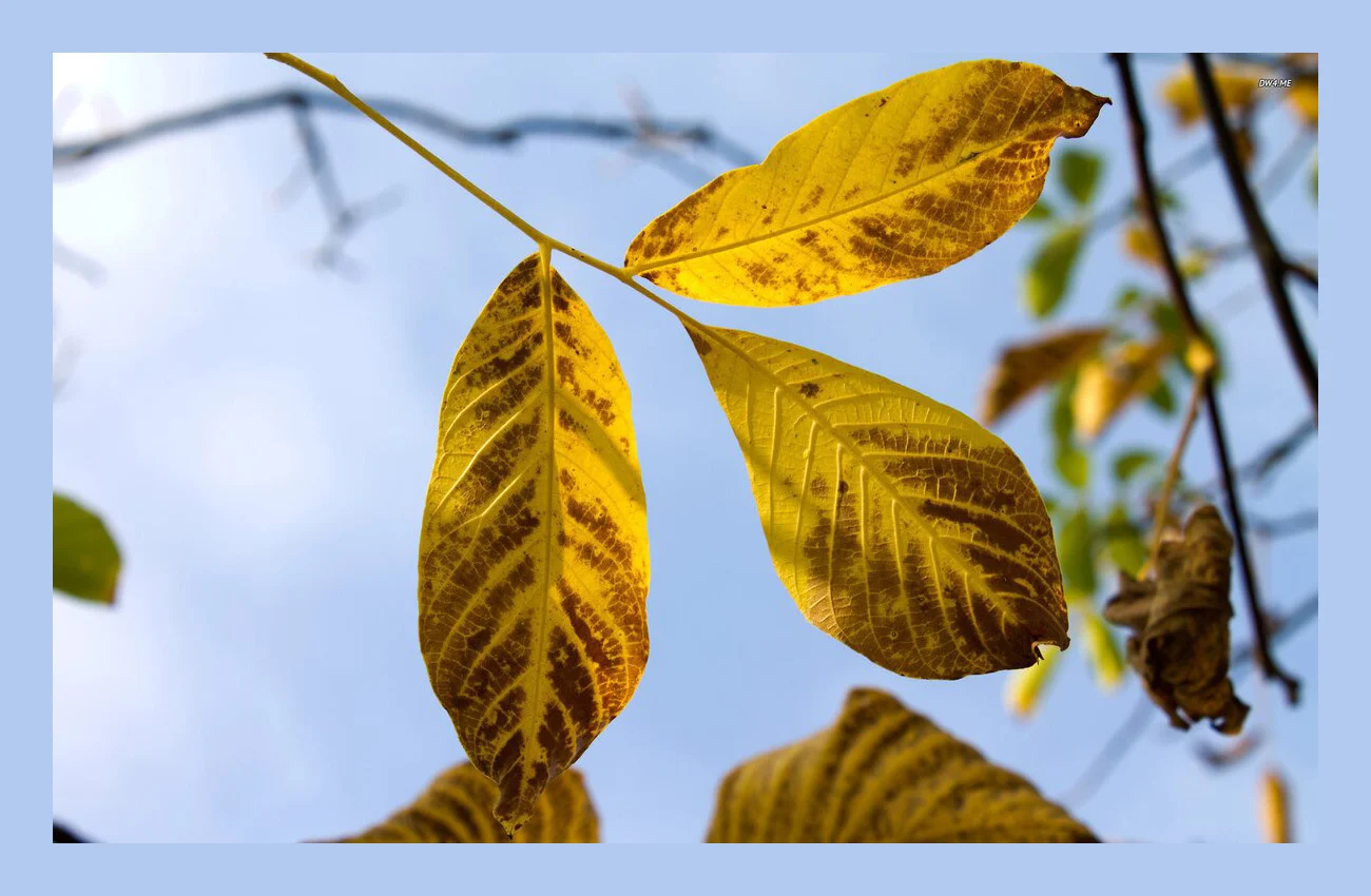 Підслухано у дачників: ніколи не залишайте довго лежати восени на землі опале листя горіха