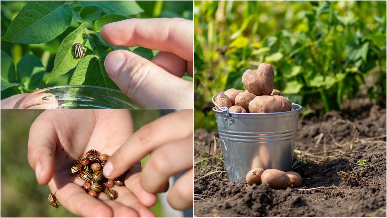 Колорадський жук втече назавжди: які рослини посадити біля картоплі 