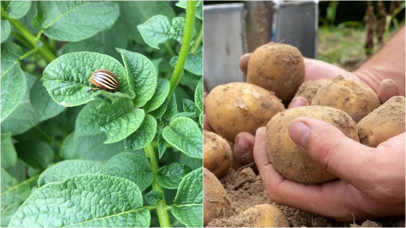 Колорадський жук втече назавжди: які рослини посадити біля картоплі 