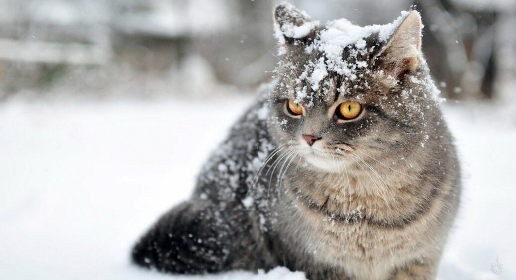 Найхолодніша зима останніх років: синоптики попередили українців про сніг та морози до -15 