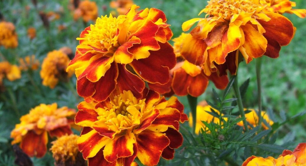 Чудові сусіди для овочів та інші переваги чорнобривців на городі: усі секрети помаранчевої квітки 