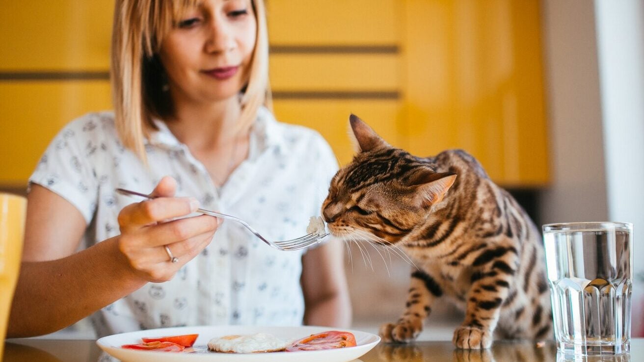 Ветеринари назвали 5 продуктів, які не можна давати котам