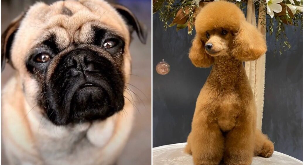 Рак – мопс, Стрілець – пастуша вівчарка: яка ви порода собаки за знаком Зодіаку 