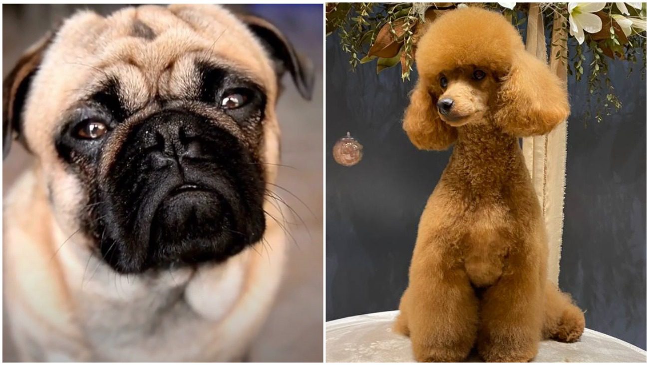 Яка ви порода собаки за знаком Зодіаку