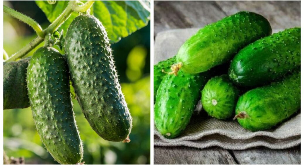 Як не купити на смак “пластмасові” огірки: зовнішня краса овочів манить покупця 