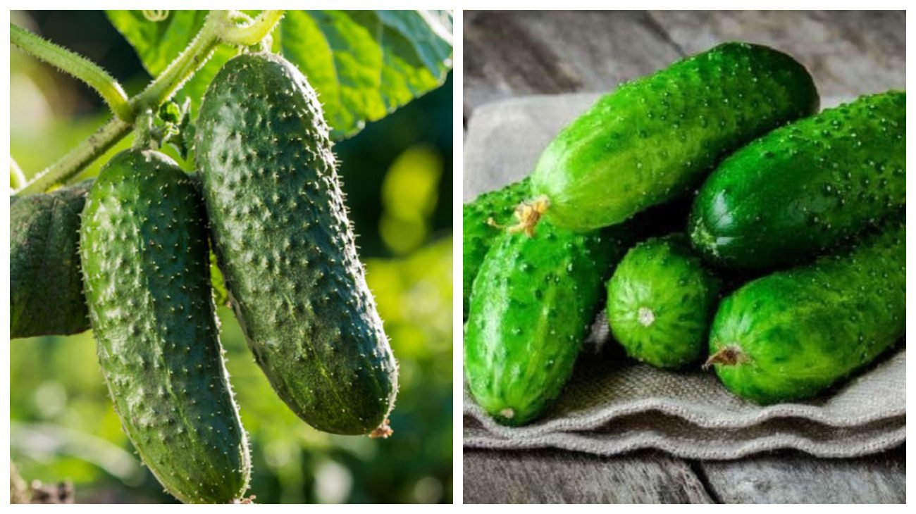 Городники розповіли, як обрати соковиті овочі восени