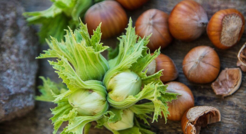 Фундук – горішок із “сюрпризами”: в чому користь та шкода популярного горіха 