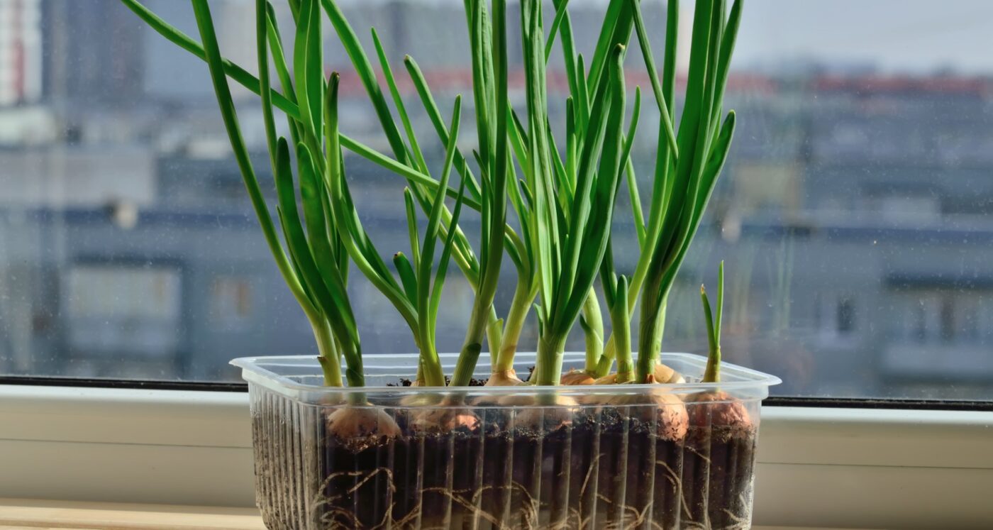 Городники розповіли, як зробити міні-оранжерею в своїй квартирі