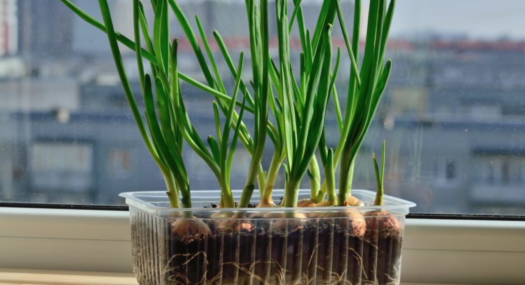 Як перетворити балкон на міні-оранжерею: поради для вирощування зелені навіть взимку 