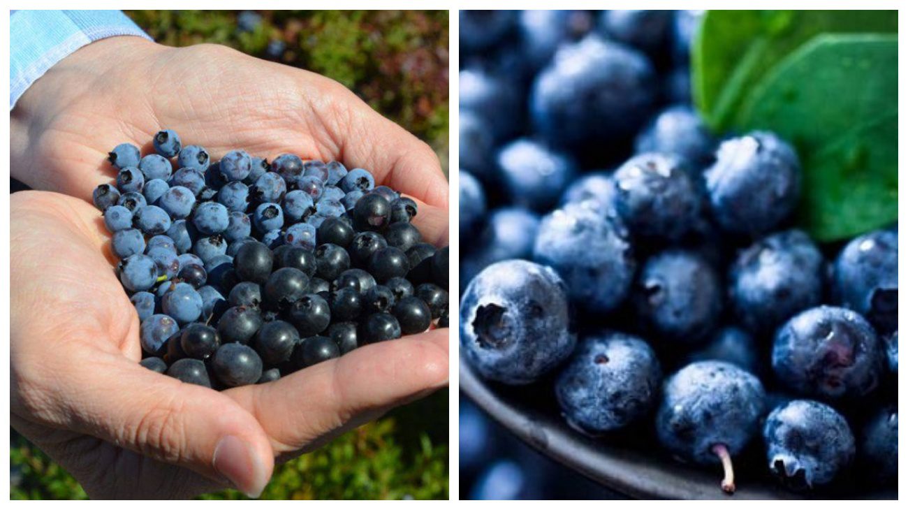 Дієтологи розповіли, яка ягода має унікальні властивості для зору