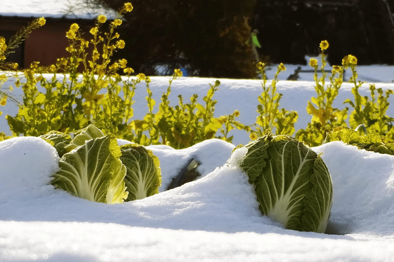Рослини, які можна сіяти взимку