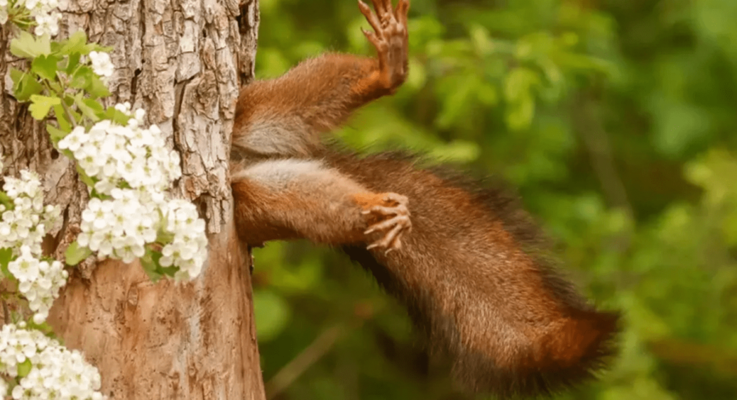 Найкращі кумедні фото 2024 року: застрягла білка, поцілунок сов та інші курйози 