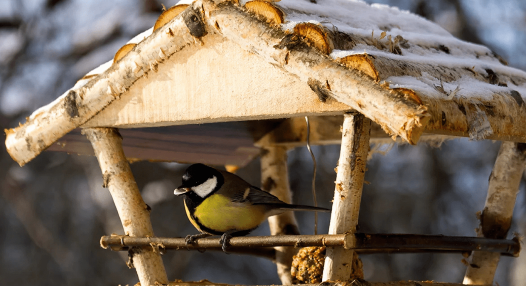 Не кладіть в годівничку ці 3 продукти: ось чим підкормити птахів під час лютневих морозів 