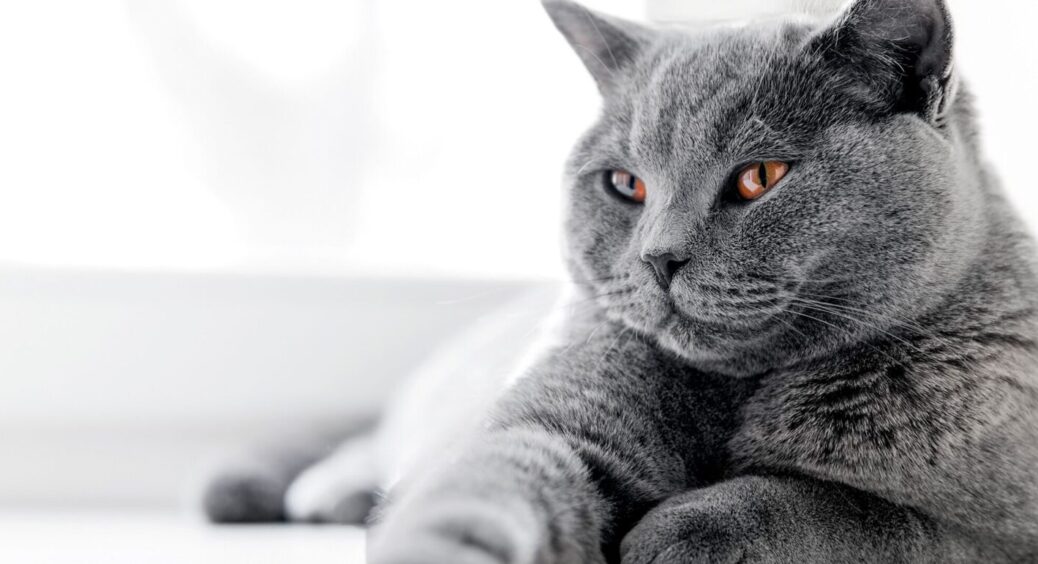 Як довго кішки пам’ятають своїх господарів: це викличе у вас посмішку, бо – неочікувано 