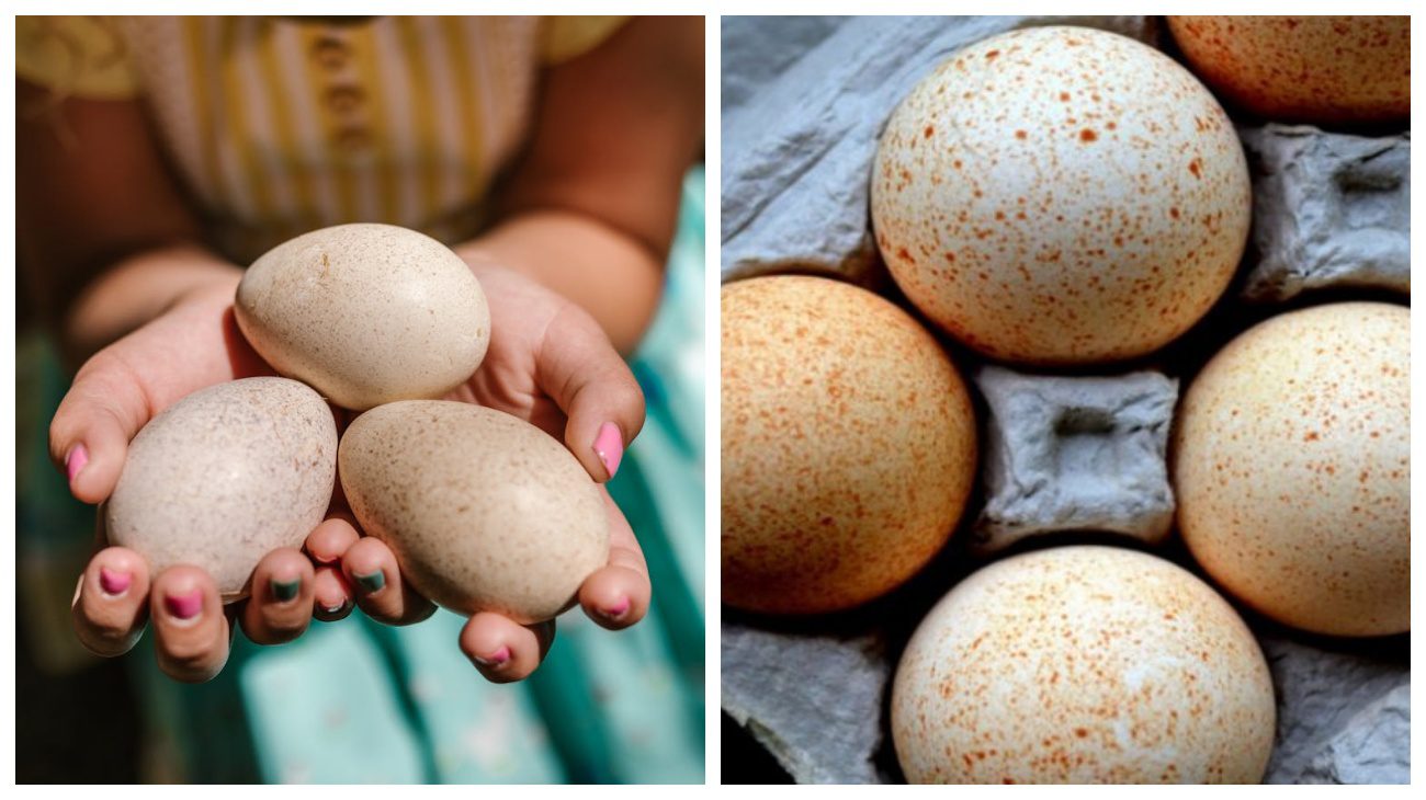 Дієтологи розповіли, чому українці не їдять індичі яйця