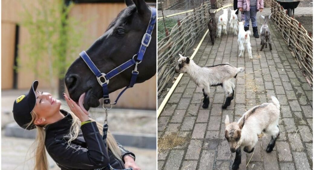 Кури, кози та коні: кого ще утримують у своїх елітних сараях українські зірки, крім собак 