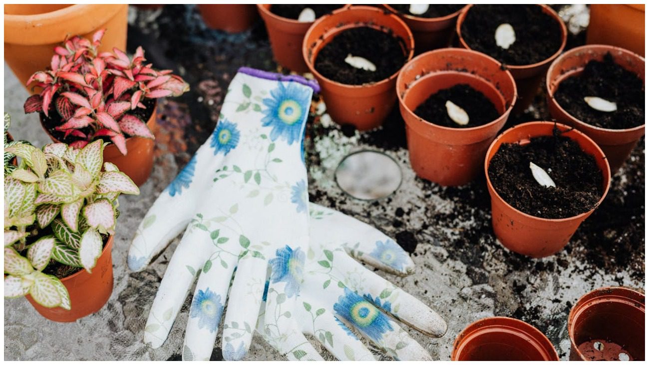 Садівники-професіонали розповіли, навіщо класти часник у горщик із квітами