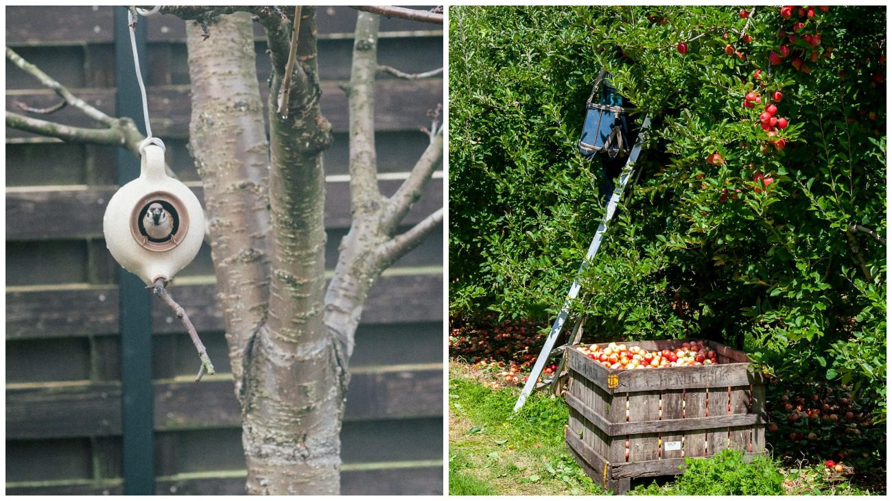 Які плодові дерева потрібно обрізати взимку