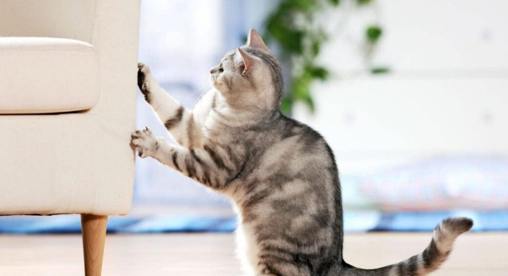 Одна хитра штука від улюбленої шкоди котів: зробіть 1 дію і пухнастик не буде дряпати диван 
