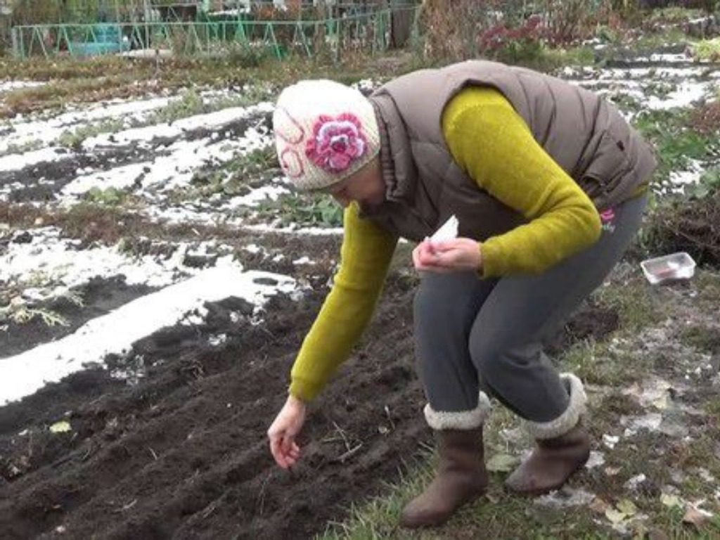 Які рослини можна саджати під зиму