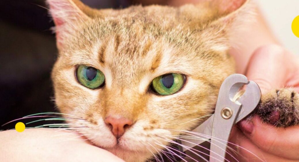 Головний біль господаря: як акуратно і швидко підстригти кігті коту в домашніх умовах 
