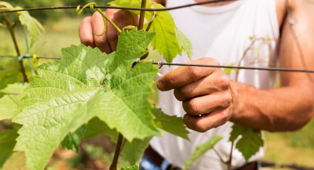 Як підживити виноград, щоб грона не поміщалися у відра: ці добрива принесуть рясне плодоношення 