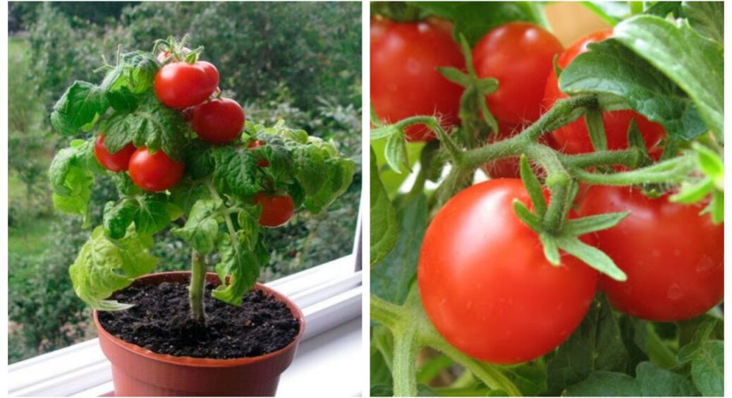 Як визначити, що помідори досягли стиглості: не повірите, але не варто орієнтуватися на колір 