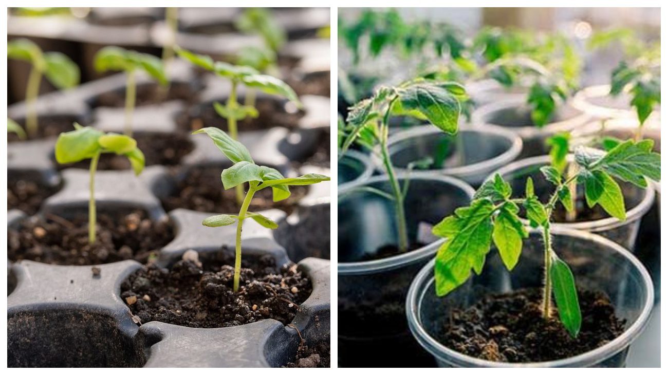 Експерти пояснили, в які стаканчики не можна садити розсаду