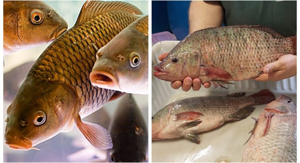 Це не оселедець і не скумбрія: названа найгірша риба для здоров’я, яка не несе жодної користі 