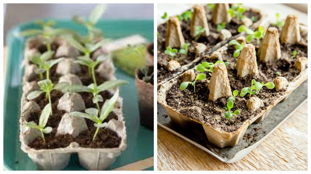 Експерти пояснили, як використовувати яєчні лотки для розсади