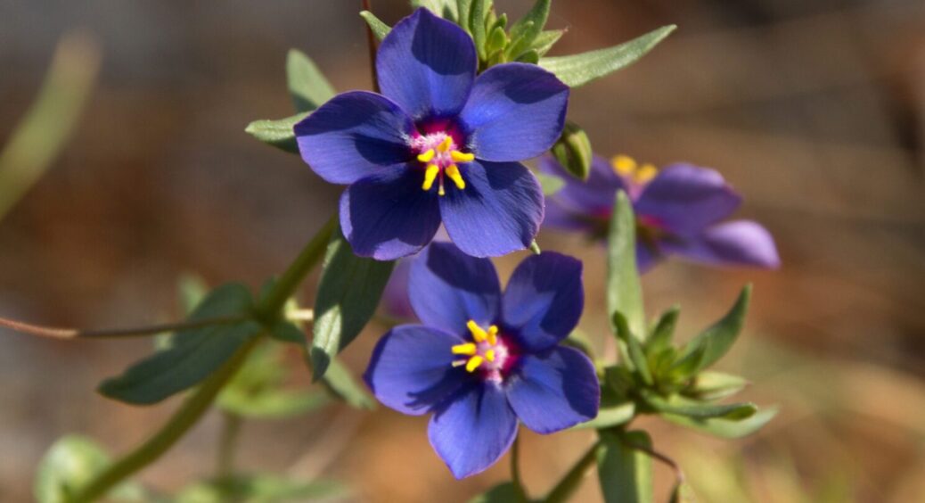 Чемпіони серед квітів 2025: яку квітку посадити на розсаду в лютому – це справжнє ванільне диво 