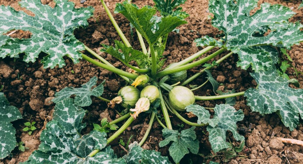 Кабачки розміром з руку: сусіди повз не пройдуть, коли побачать ваш врожай – 5 правил посадки 