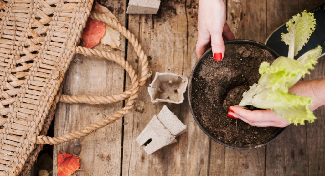 Посівний календар на січень 2025: сприятливі дні для проведення підготовчих робіт на городі 