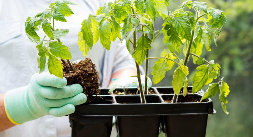 Замочіть насіння томатів у 3 етапи: метод професійних агрономів. Схожість розсади зросте до 90% 