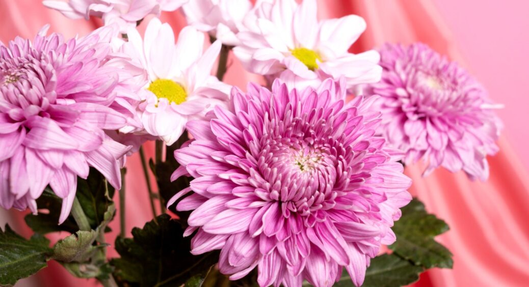 Хризантеми стоять по 2 тижні: одразу у воду не ставлю після морозу – даю час для підігріву 