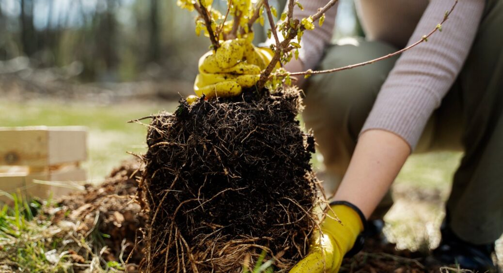 Посадіть дерева у квітні правильно: лайфхаки, з якими вдасться виростити шикарний сад 