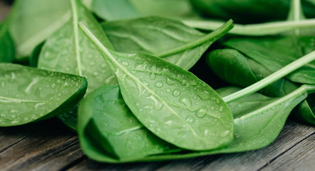 Щавель саджаю і врожай маю: як і коли потрібно садити цю зелень – смачна й соковита 