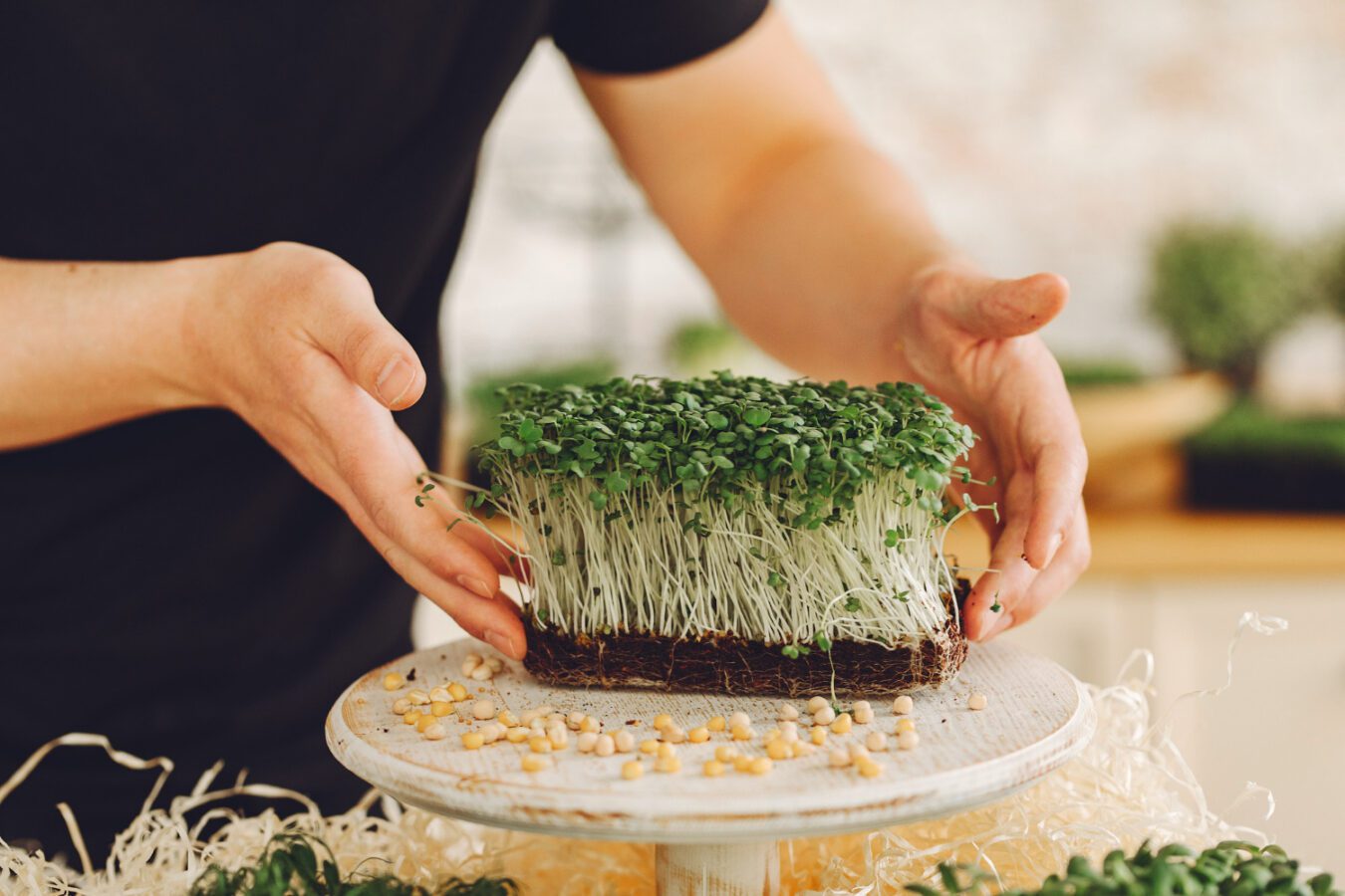 Яке насіння добре проростає у темряві, а яке любить світло