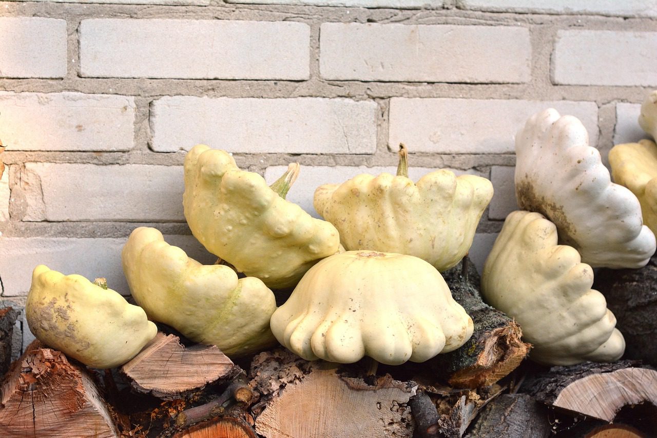 Ранній сорт патисонів для посіву у відкритому ґрунті