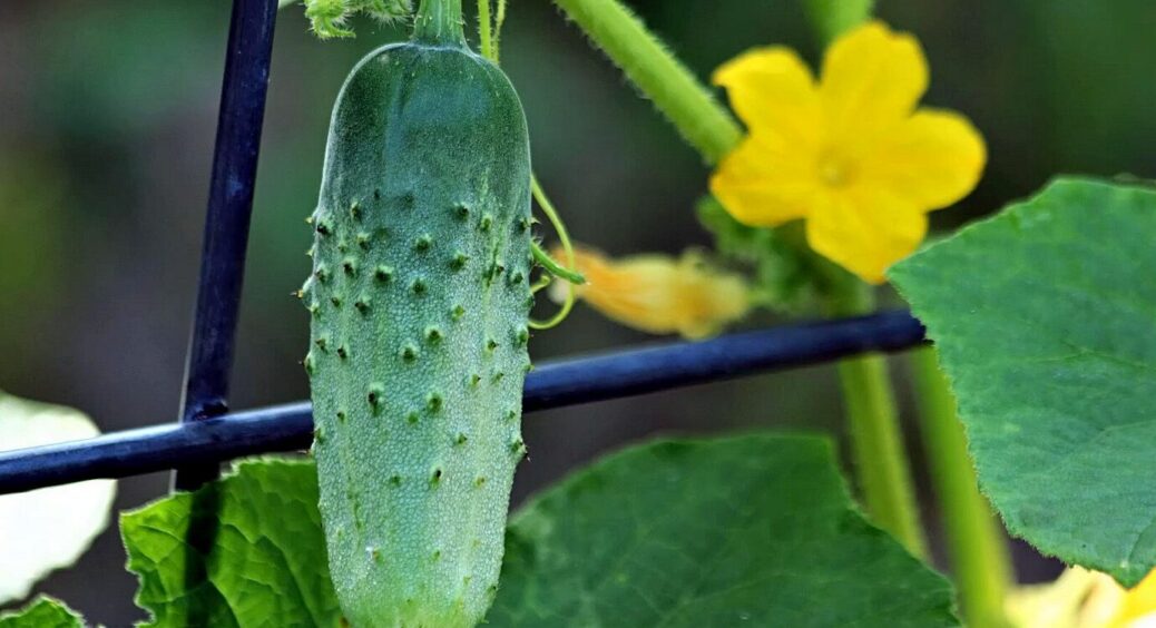 Плоди зберете набагато швидше: 1 дія з огірками і врожай буде у вас зовсім скоро 