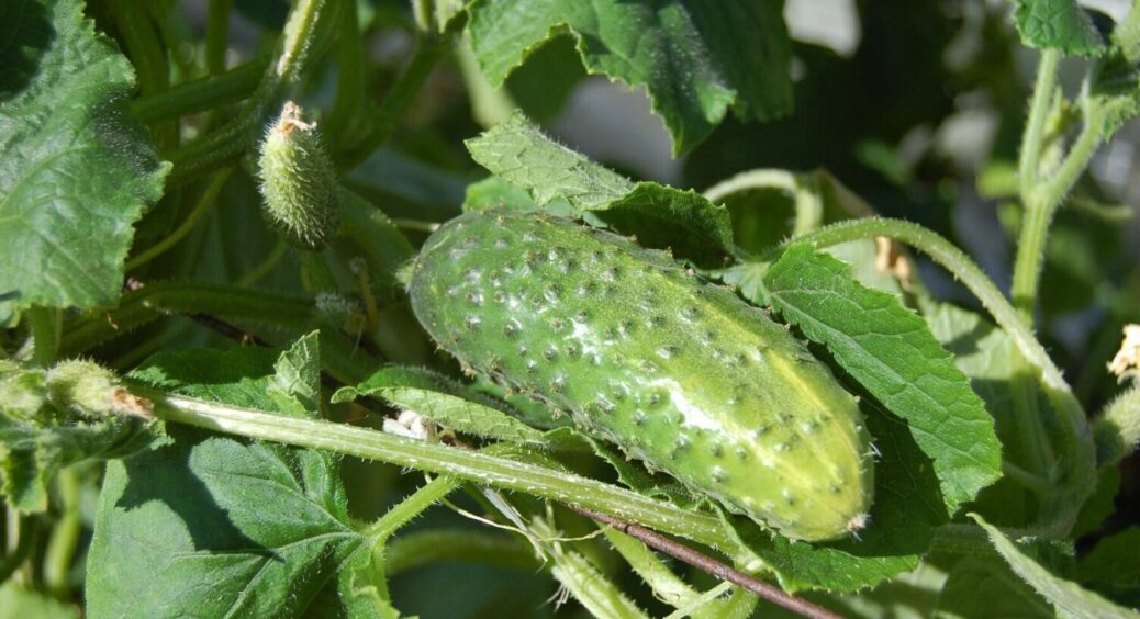 У вас ще є 2 тижні: встигніть зробити ідеальний ґрунт для огірків – секрет урожаю від агрономів 